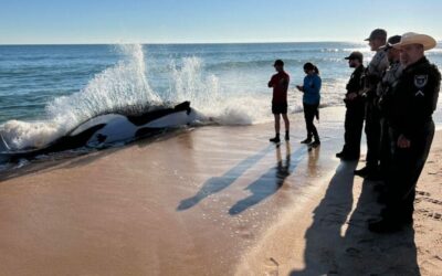 Never Before: Killer Whale Dies After Grounding On Florida Beach